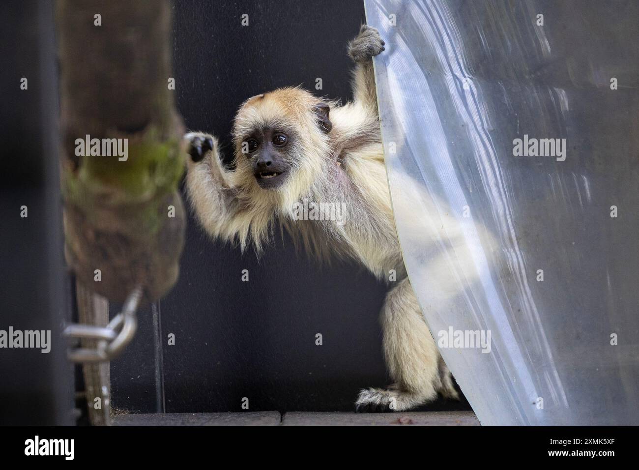 Recentemente nata Howler Monkey al Manor House Wildlife Park, Pembrokeshire, il 28 luglio 2024. Foto Stock