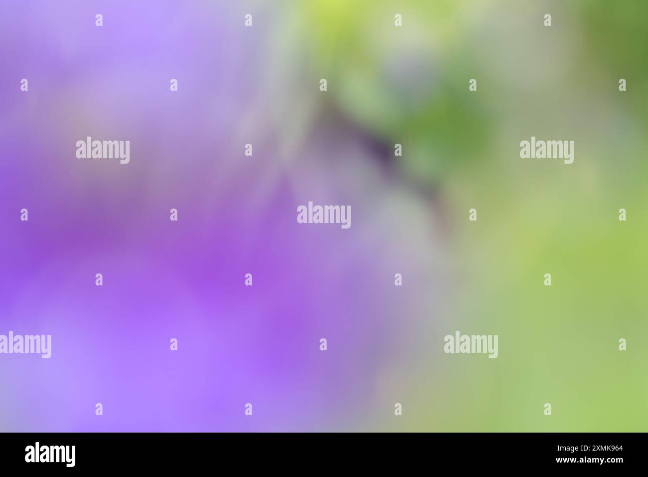 Abstract di fiori da giardino con messa a fuoco morbida ideale per striscioni o sfondo Foto Stock