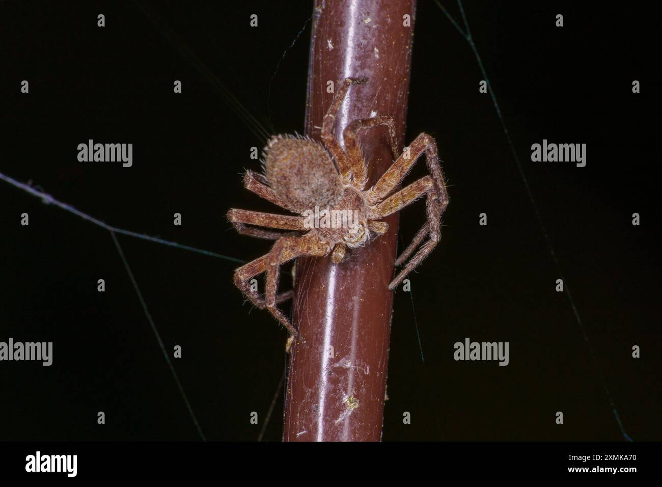 Philodromus fuscomarginatus famiglia Philodromidae genere Philodromus Crab ragno natura selvaggia ragno fotografia, immagine, sfondo Foto Stock