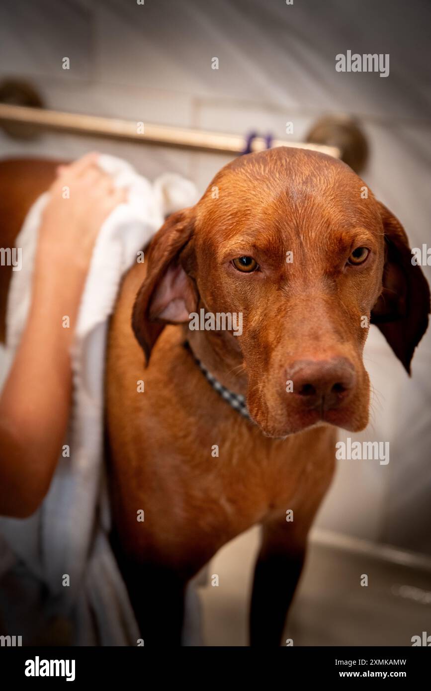 La Vizsla ungherese viene asciugata con un asciugamano bianco in una stazione di lavaggio per cani dopo aver fatto un bagno Foto Stock