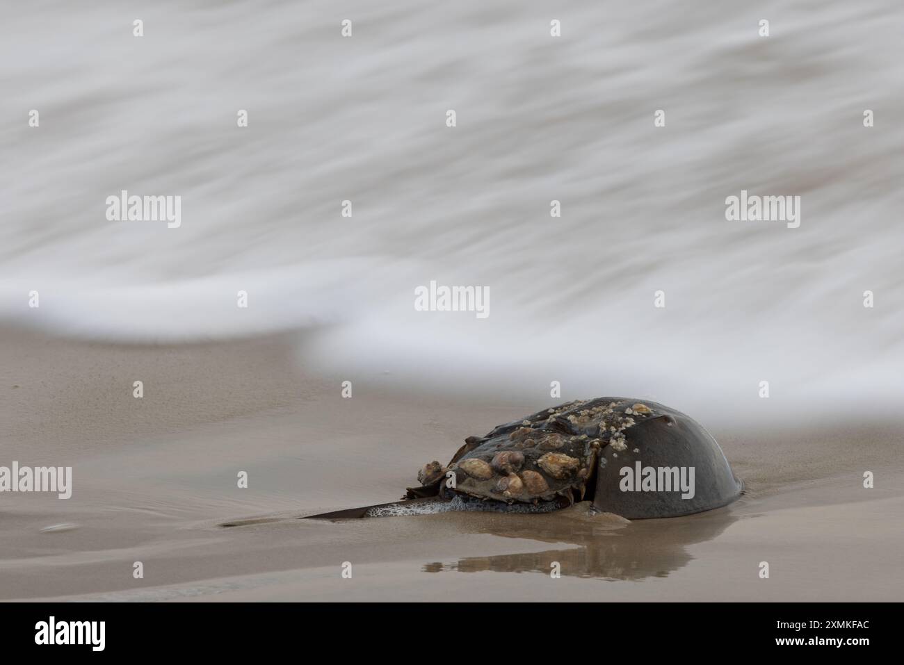 Granchio a ferro di cavallo (Limulus polyphemus) con conchiglie comuni (crepidula fornicata) sulla sua conchiglia, Rehoboth Beach, Delaware Foto Stock