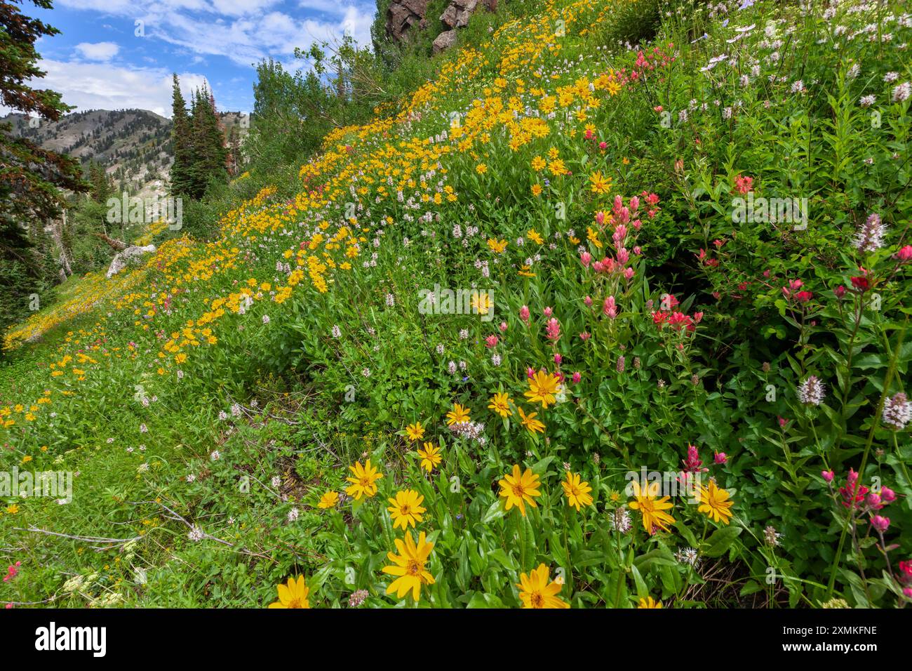 Fiori Selvatici, Albion bacino, poco pioppi neri americani Canyon, Montagne Wasatch, Utah Foto Stock