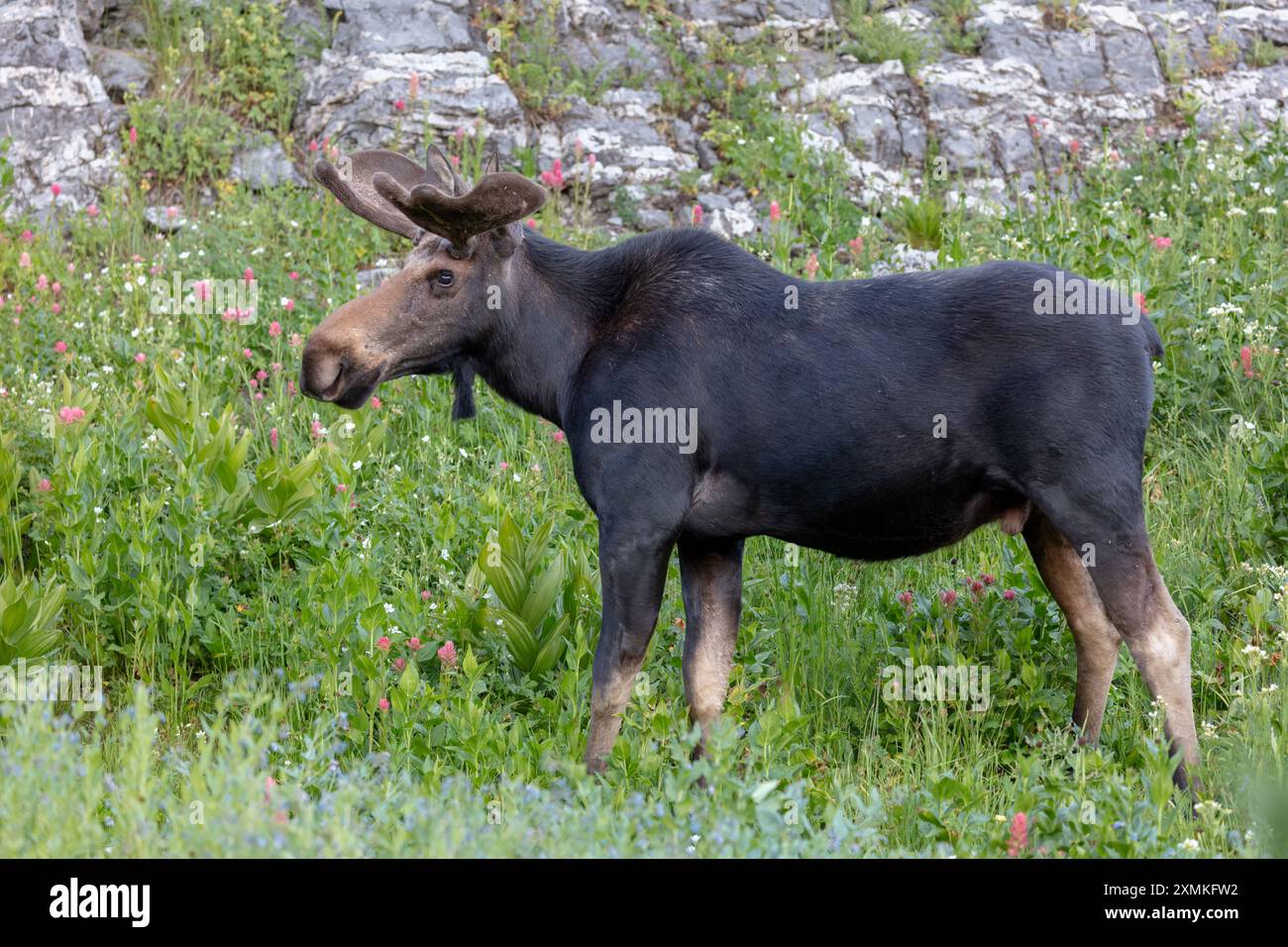 L'alce di toro si trova in un prato, Albion Basin, Little Cottonwood Canyon, Utah Foto Stock