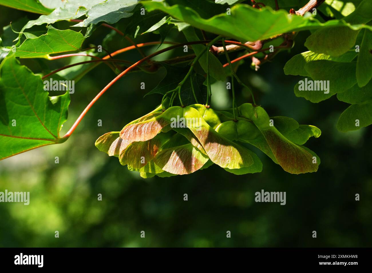 Cialde di semi d'acero - primo piano Foto Stock