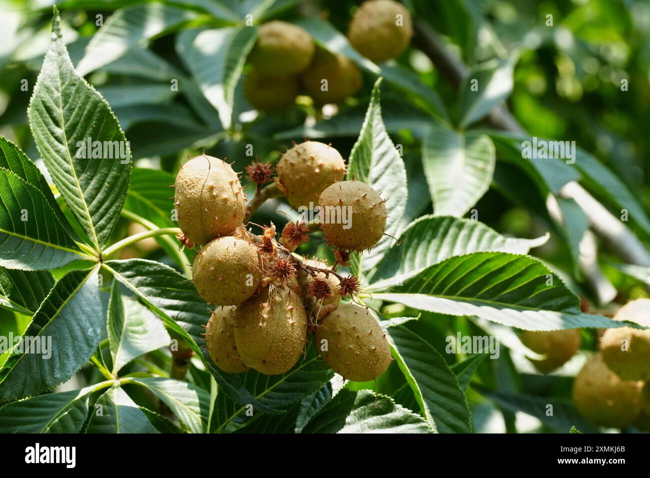 Cialde immature di semi di Buckeye dell'Ohio Foto Stock