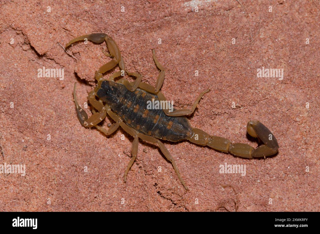 Scorpione di Bark a righe, Centruroides vittatus Foto Stock