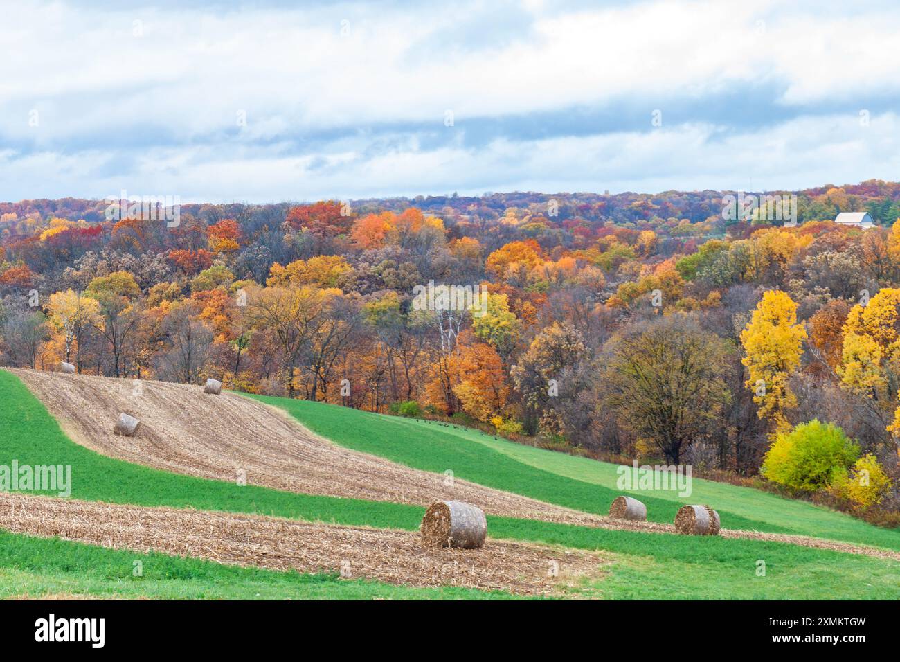 Colline ondulate, alberi dai colori autunnali, granturco arato e strisce di erba medica verde fanno da sfondo a molteplici balle di fieno. Foto Stock
