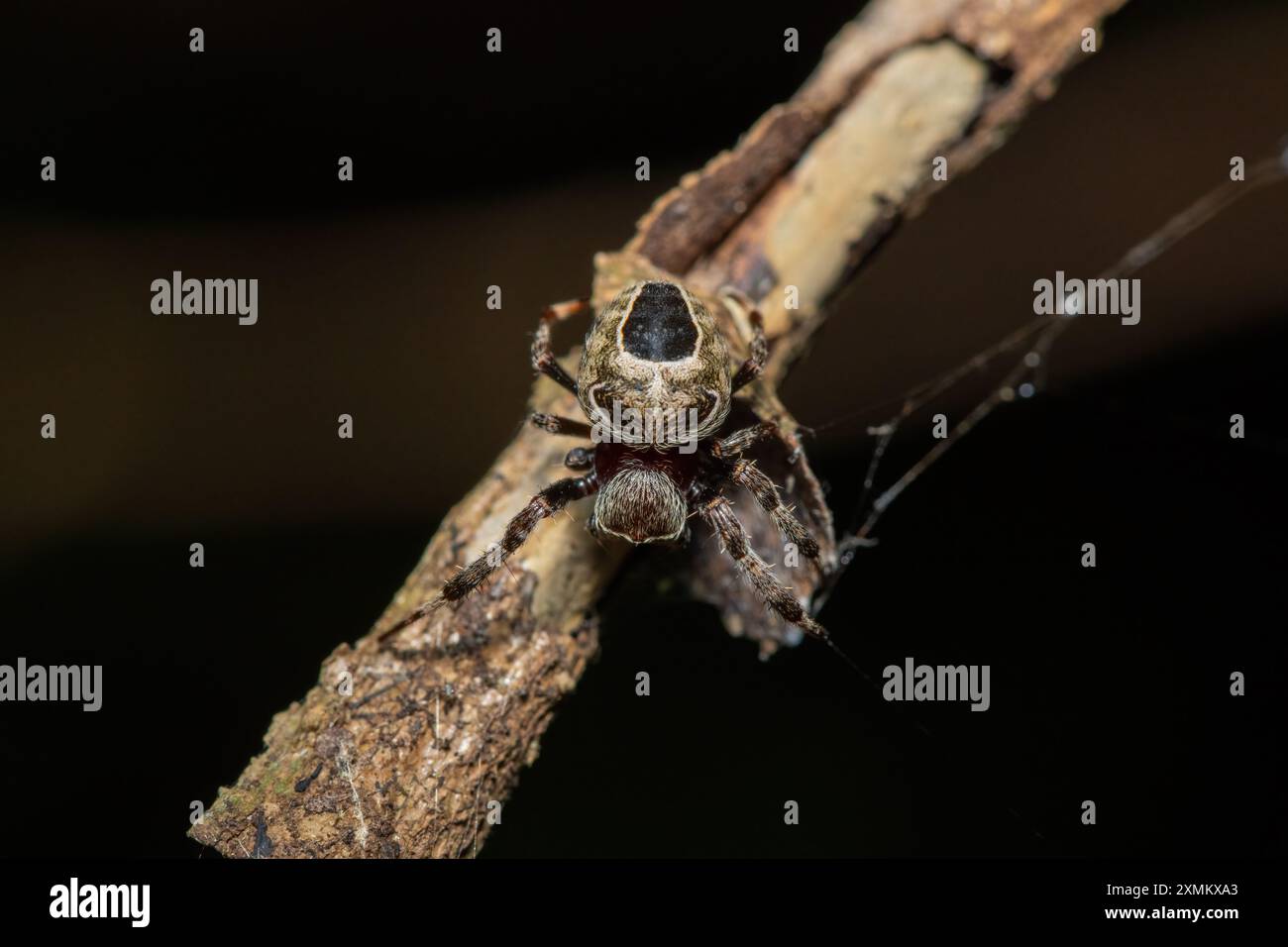 Un bellissimo ragno peloso dalle macchie nere (Araneus nigroquadratus) in una fitta foresta costiera Foto Stock