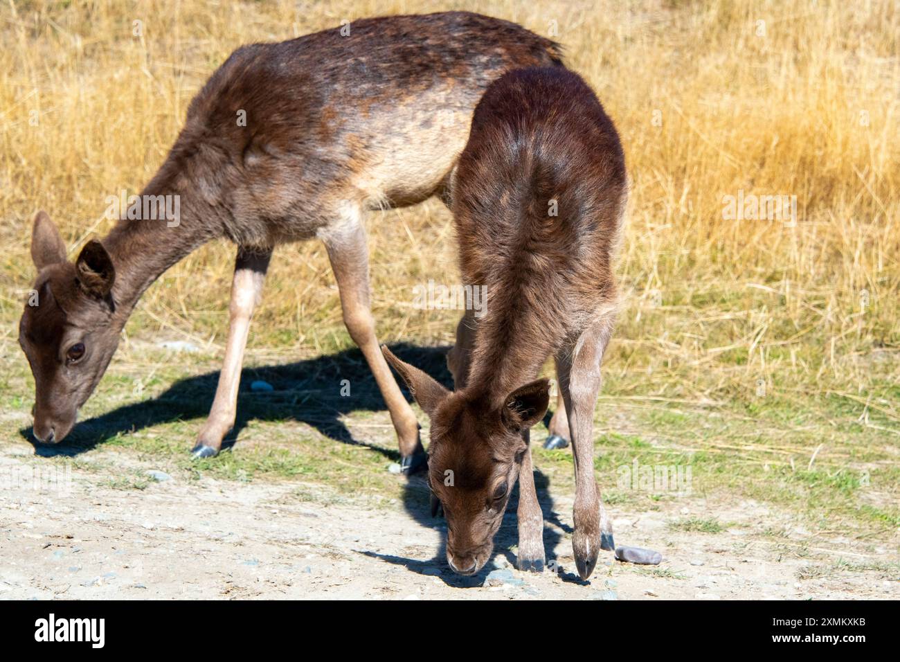 Baby Fallow Deer a Deer Park Heights - nuova Zelanda Foto Stock