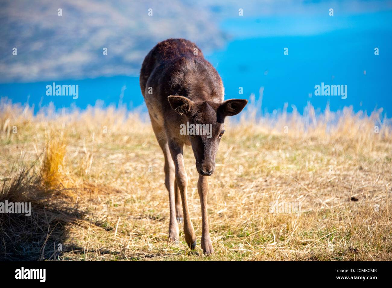 Baby Fallow Deer a Deer Park Heights - nuova Zelanda Foto Stock