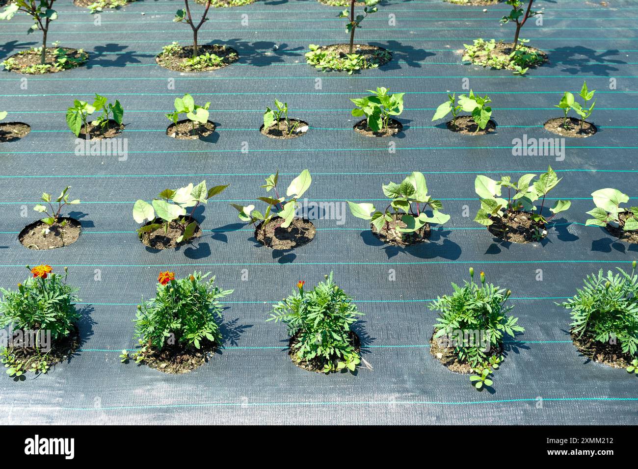 Un piccolo orto utilizza una barriera per le erbacce in polipropilene per la massima resa e per mantenere basse le erbacce. Foto Stock