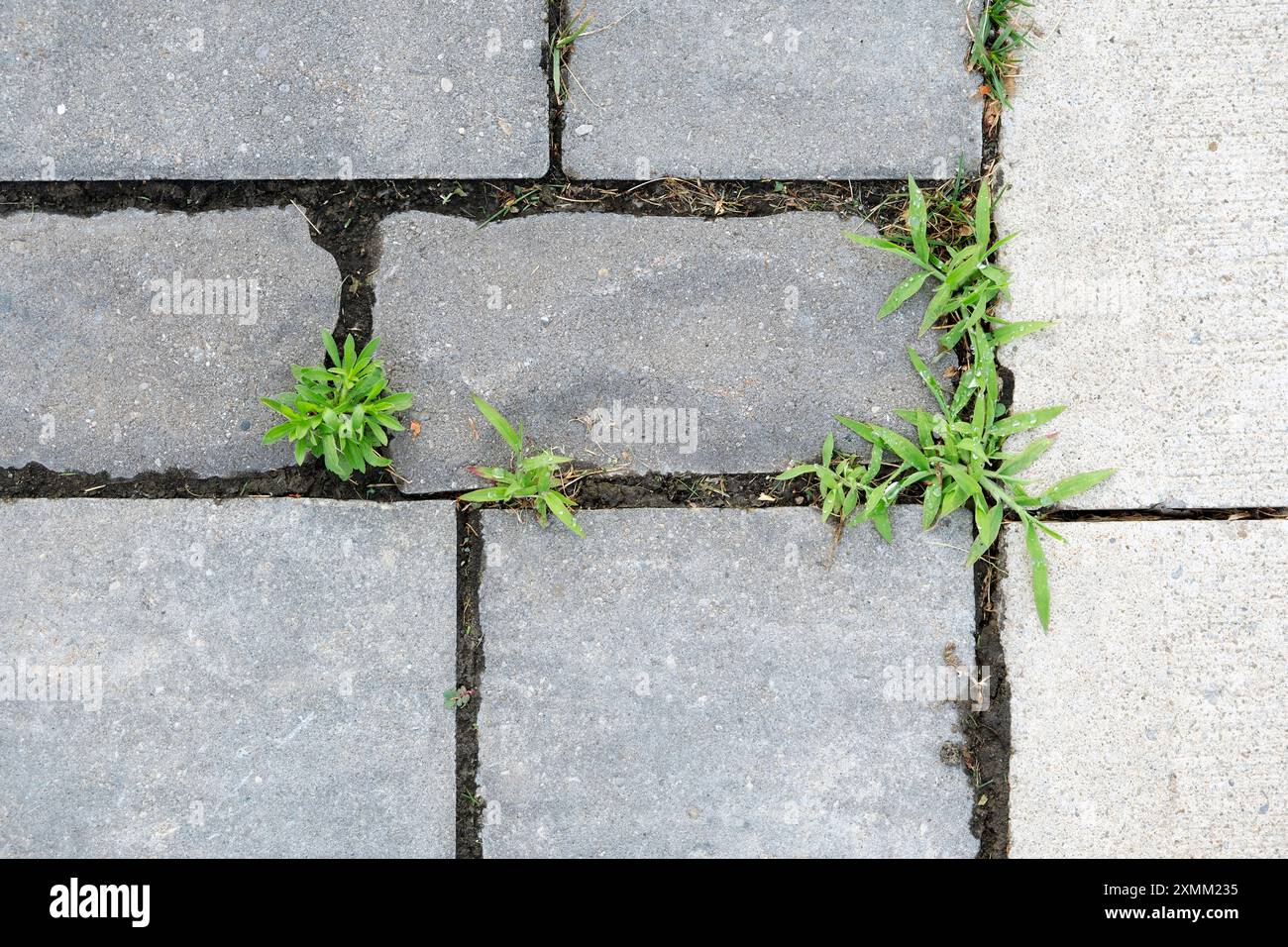 La Digitaria, comunemente nota come granchio o erba delle dita, si vede crescere tra le asfaltatrici su un vialetto, è un'erba fastidiosa e difficile da sradicare. Foto Stock