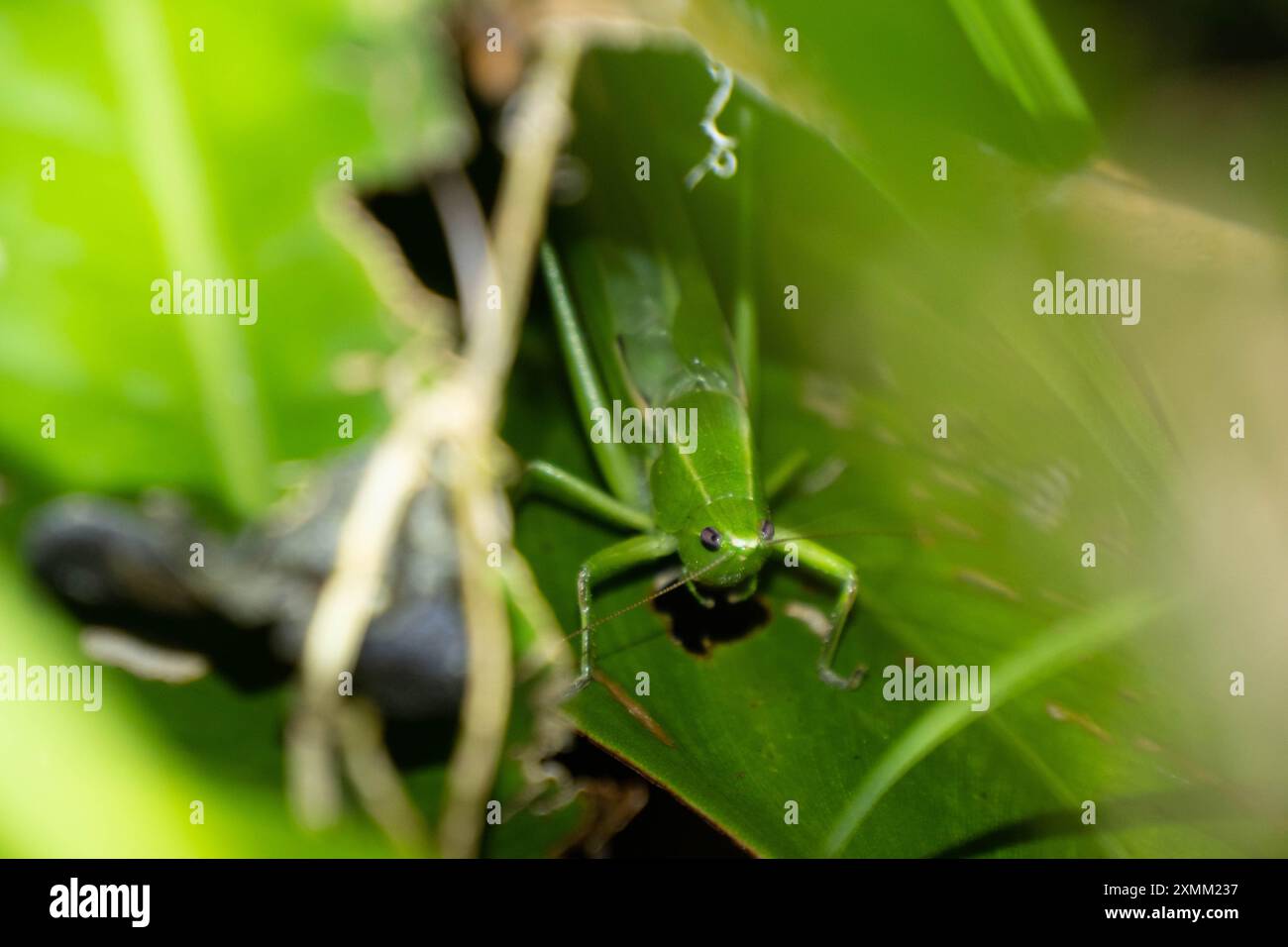 Cavalletta verde nella foresta, foresta amazzonica, guyana francese Foto Stock