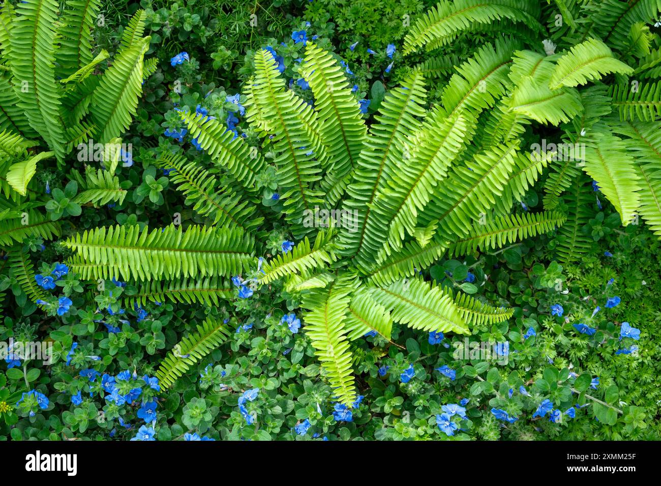 Questo giardino boschivo presenta la felce di Boston Nephrolepis exaltata e i fiori blu di Evolvus Blue My Mind, una gloria nana mattutina. Foto Stock