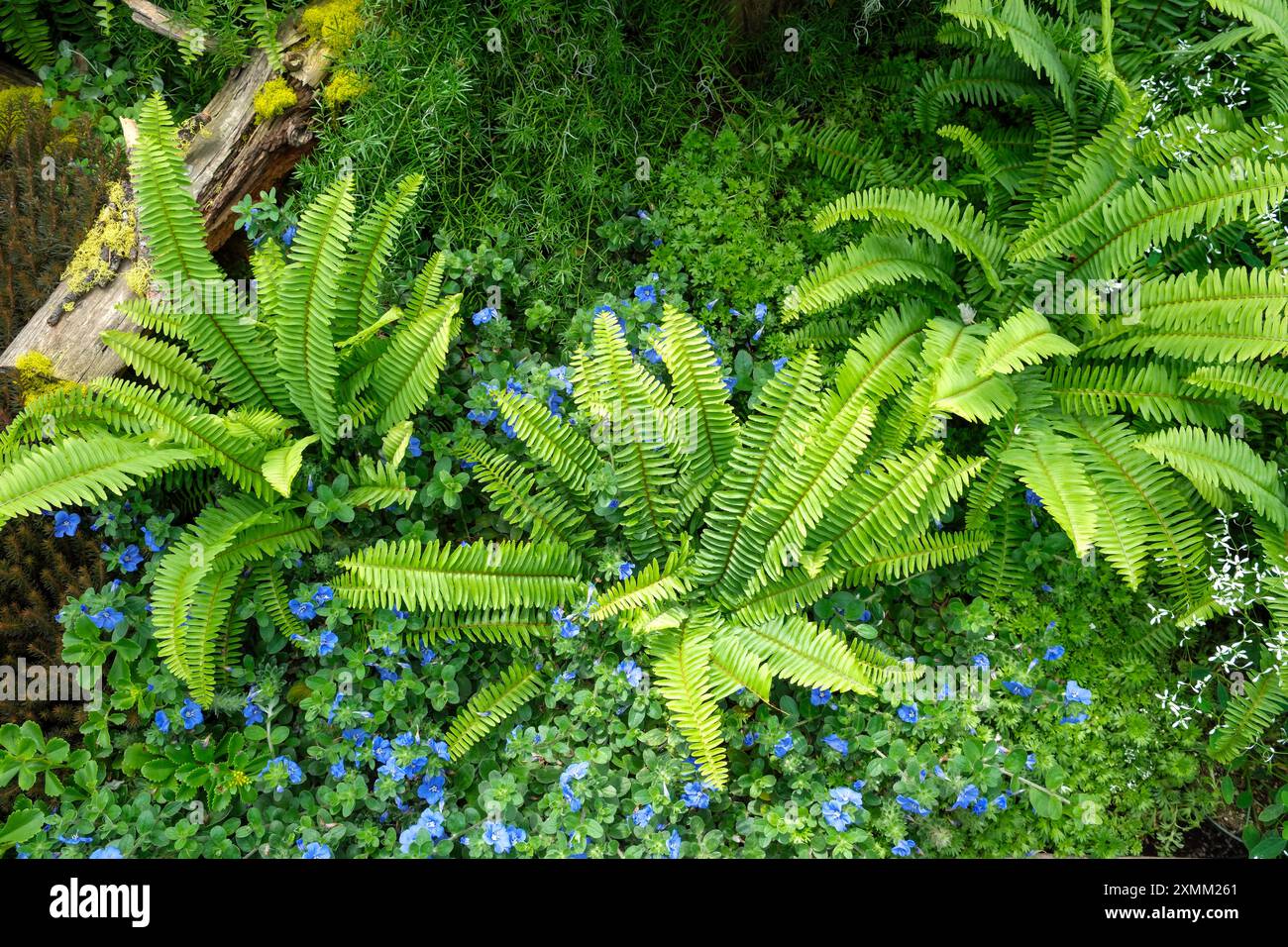 Questo giardino boschivo presenta la felce di Boston Nephrolepis exaltata e i fiori blu di Evolvus Blue My Mind, una gloria nana mattutina. Foto Stock