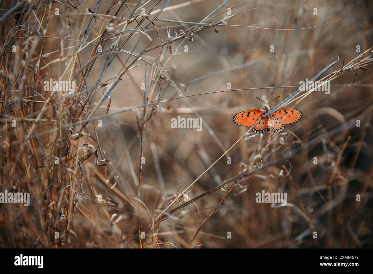 Farfalla nel Bush Foto Stock