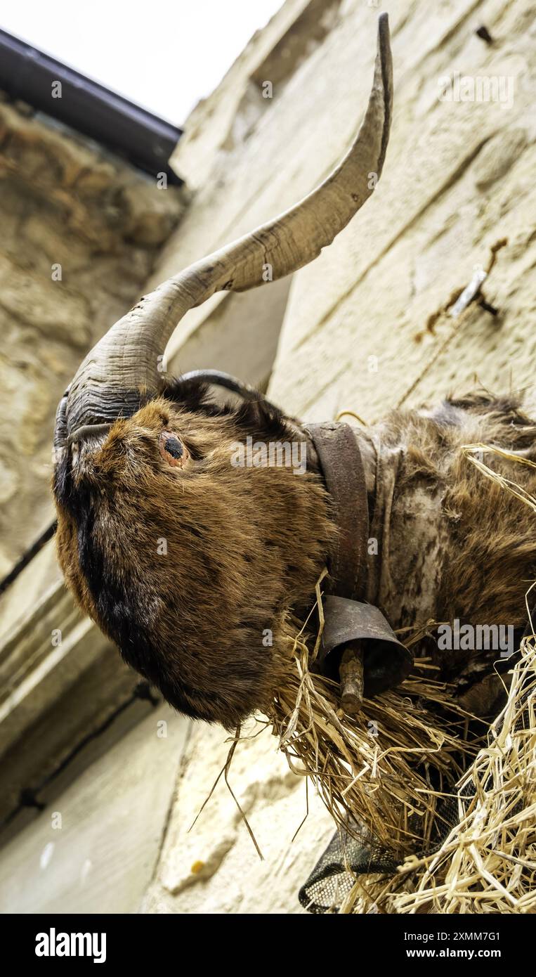 Dettaglio di decorazione con il cranio di un animale morto, tassidermia Foto Stock