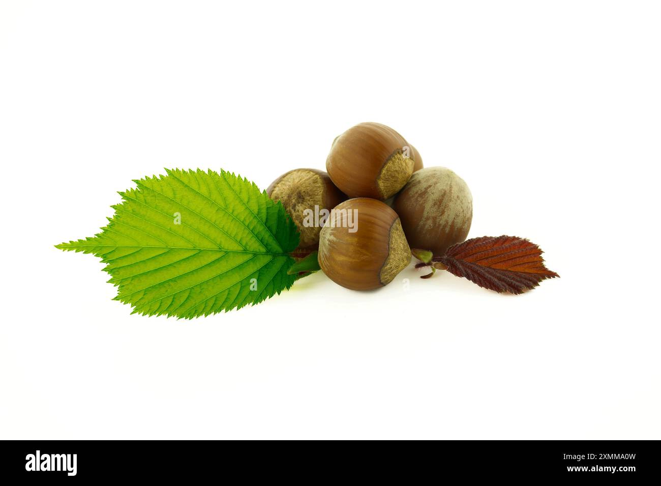Nocciole e foglie di nocciola in una vista selettiva fuoco isolato su sfondo bianco Foto Stock