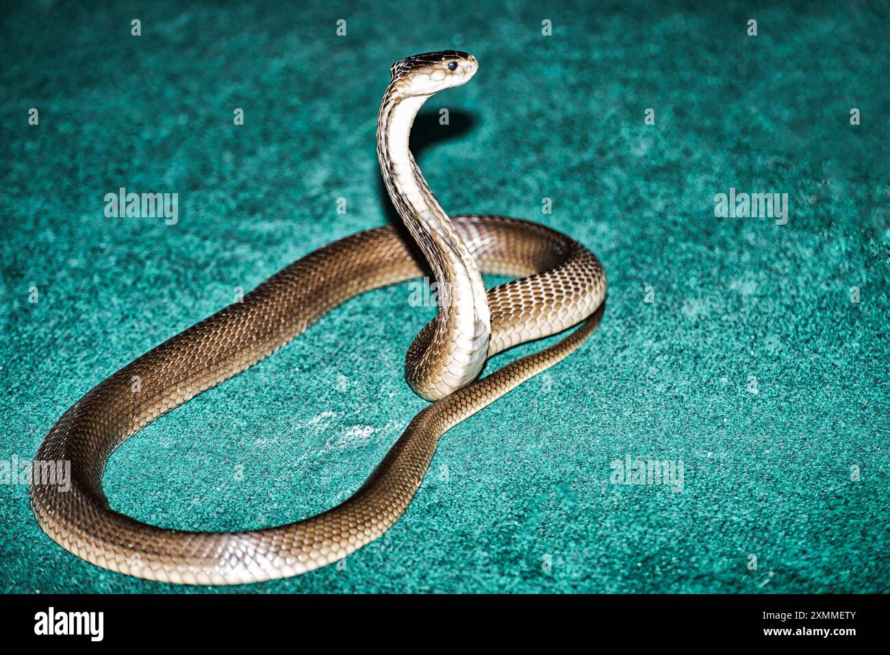 Re Cobra o Ophiophagus Hannah in grado di attaccare, questo serpente altamente pericoloso e velenoso con il suo morso può uccidere un bufalo. Foto Stock