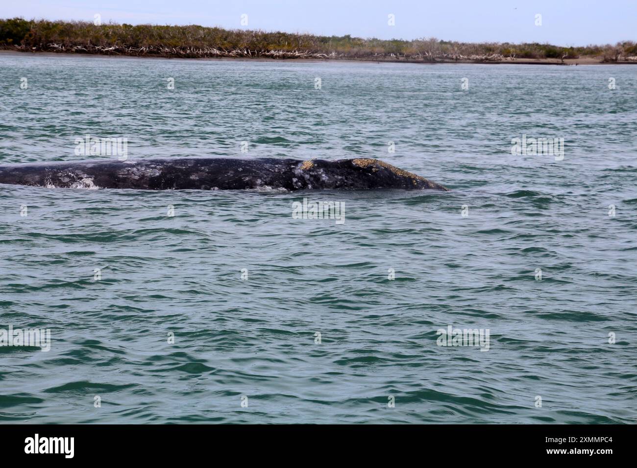 Balena grigia sulla costa di Bahia Magdalena, Baja California Sur, Messico Foto Stock