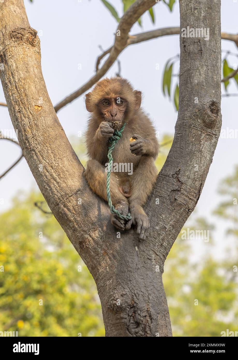 Giovane scimmia incatenata ad un albero a Sundarbans, divisione Khulna, Shyamnagar, Bangladesh Foto Stock