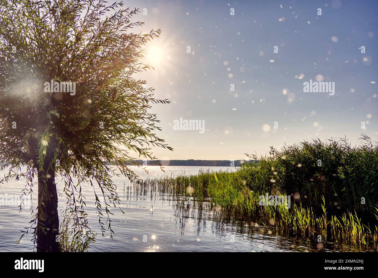 Raggi di sole brillanti e punti luminosi di fronte a un albero e cintura di canne vicino al lago, retroilluminazione Foto Stock