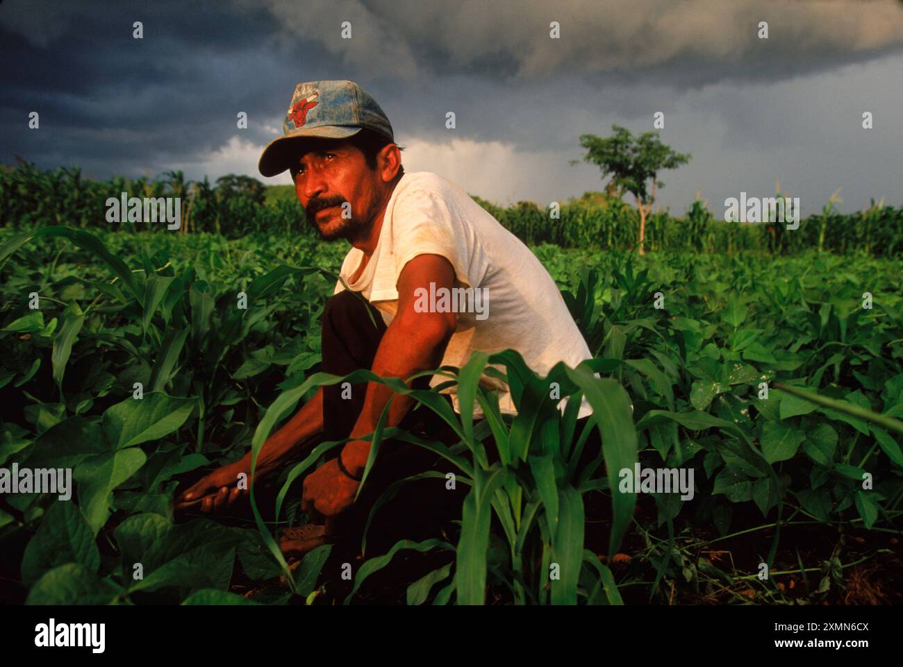 Un contadino pulisce e erbaccia i suoi campi di grano vicino alle rovine maya di Oxkintok, nello Yucatan. Foto Stock