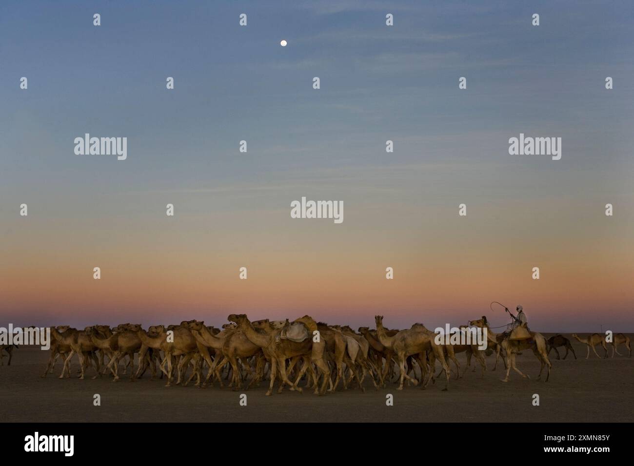 Dongola. Una carovana di cammelli viaggia attraverso il deserto del Sahara, Sudan. 150.000 cammelli viaggiano dal Sudan all'Egitto ogni anno per essere venduti. Foto Stock