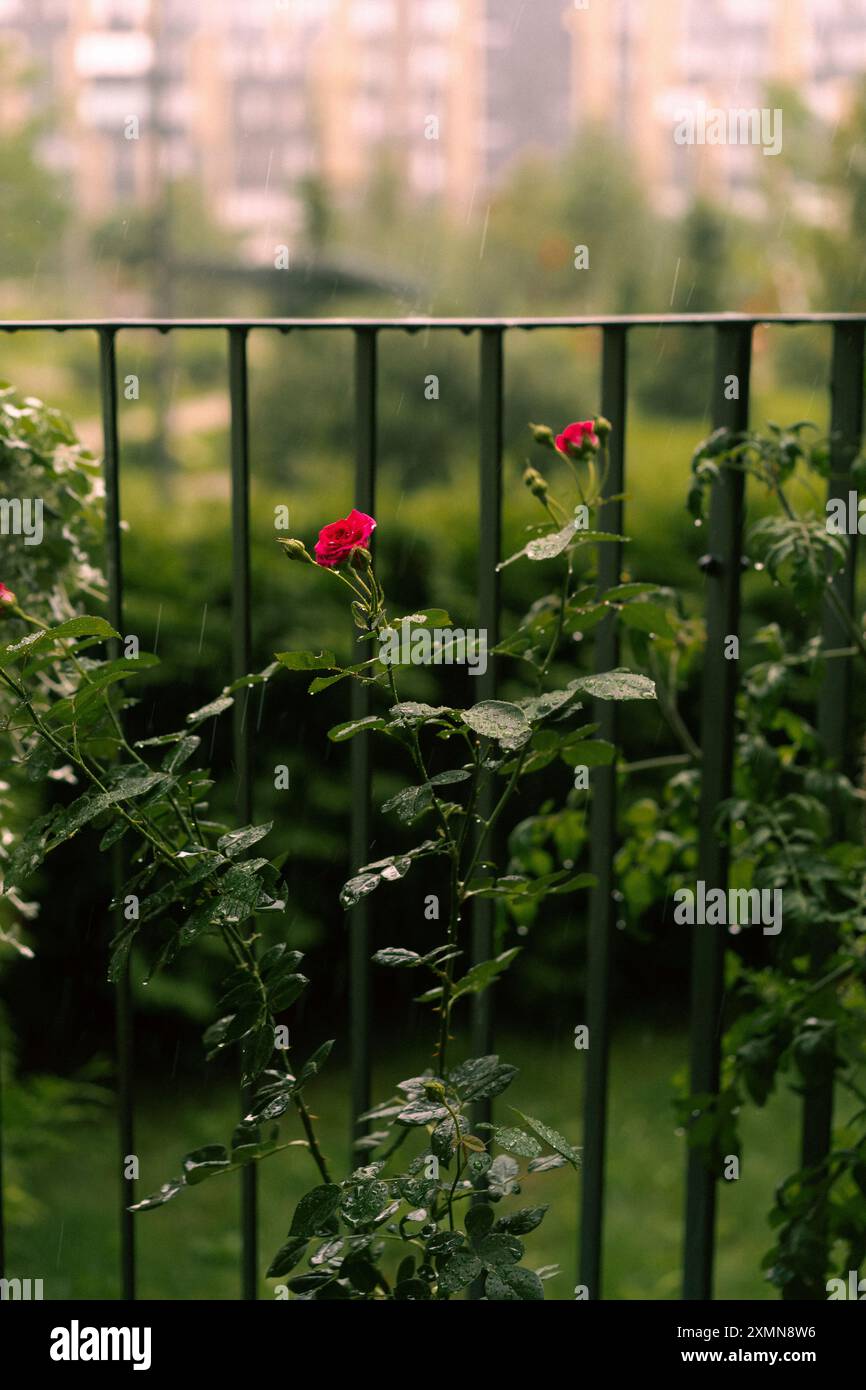 Rosa fiorita in gocce di pioggia in giardino. Foto Stock