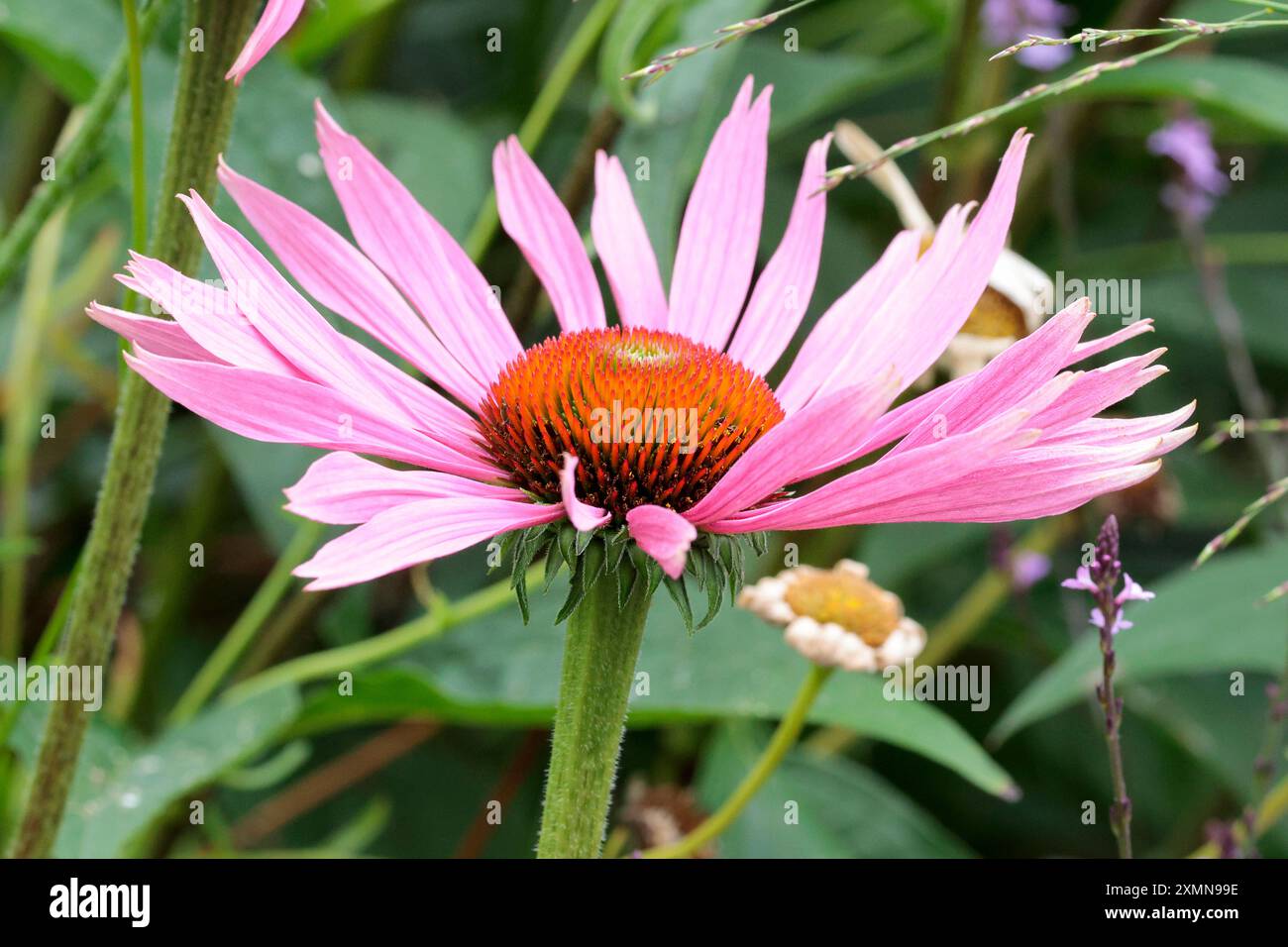 Fiore di cono magnus echinacea grandi petali rosa viola fioriti gocciolanti grande cono marrone arancione centrale margherita gigante come pianta petali intagliati stretti Foto Stock Fiore di cono magnus echinacea grandi petali rosa viola fioriti gocciolanti grande cono marrone arancione centrale margherita gigante come pianta petali intagliati stretti Foto Stock