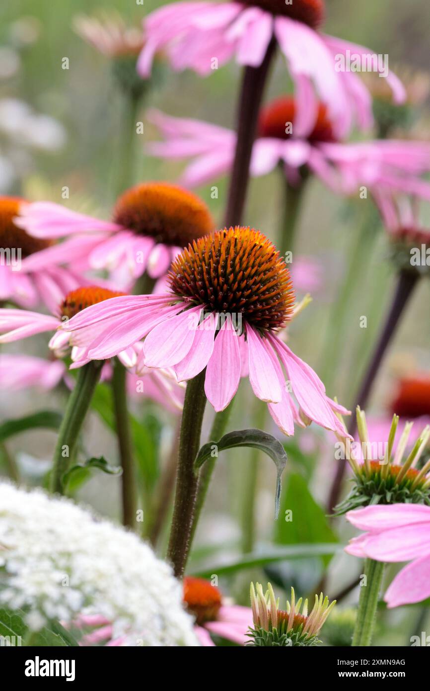 Fiore di cono magnus echinacea grandi petali rosa viola fioriti gocciolanti grande cono marrone arancione centrale margherita gigante come pianta petali intagliati stretti Foto Stock Fiore di cono magnus echinacea grandi petali rosa viola fioriti gocciolanti grande cono marrone arancione centrale margherita gigante come pianta petali intagliati stretti Foto Stock