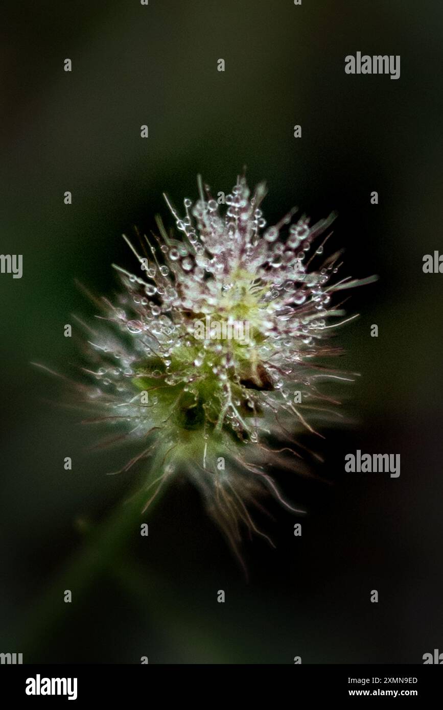Da vicino gocce d'acqua su piante verdi e rosa sfocate Foto Stock