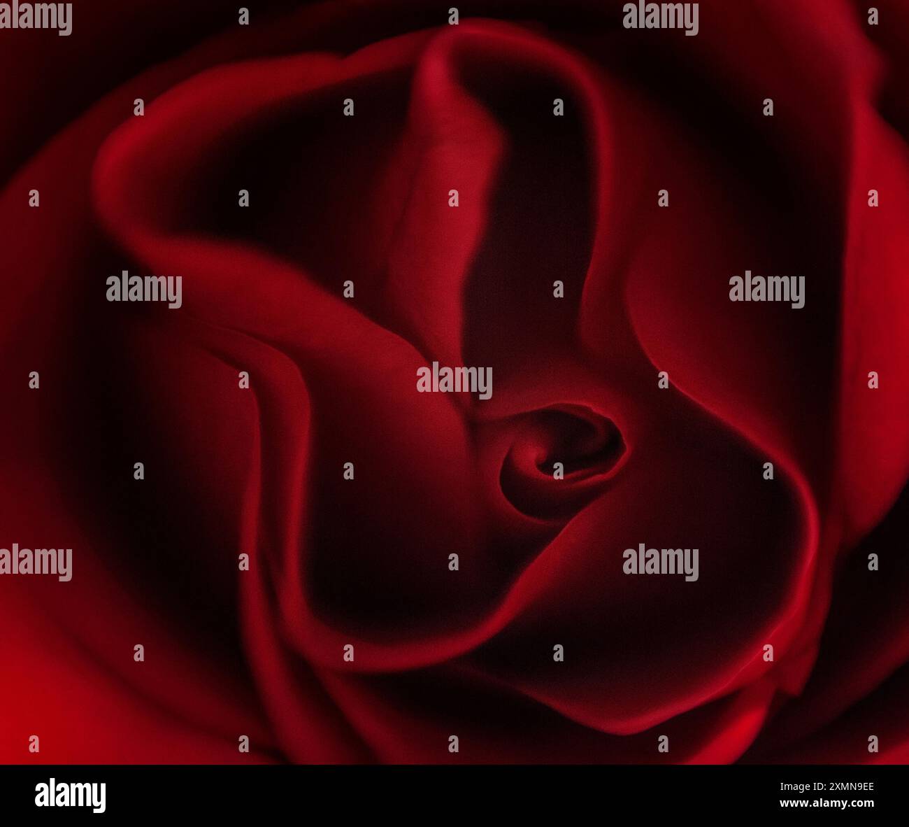 Avvicinati ai petali di rosa rossi Foto Stock