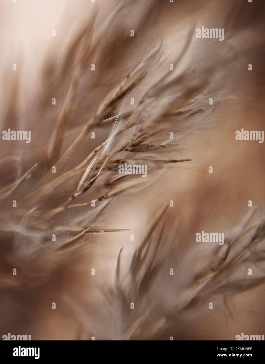 Vicino a una pianta di erba di grano Foto Stock