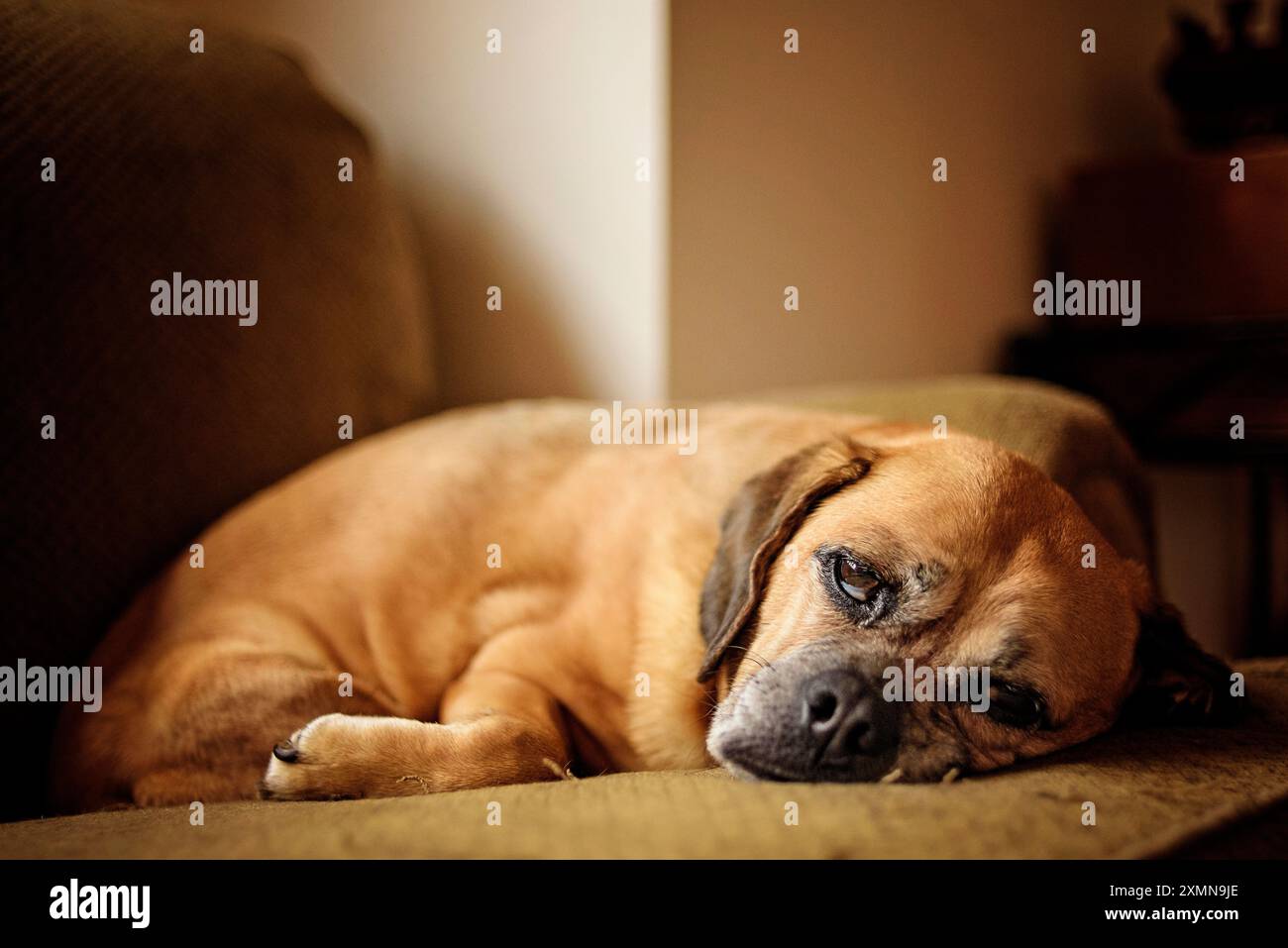 Ritratto del cane Puggle che riposa sul divano Foto Stock