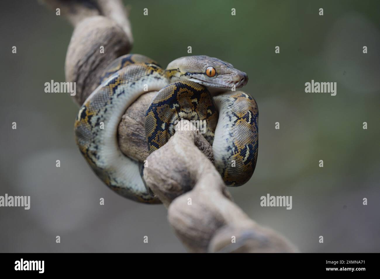 pitone sul tronco ( python reticulatus ) Foto Stock