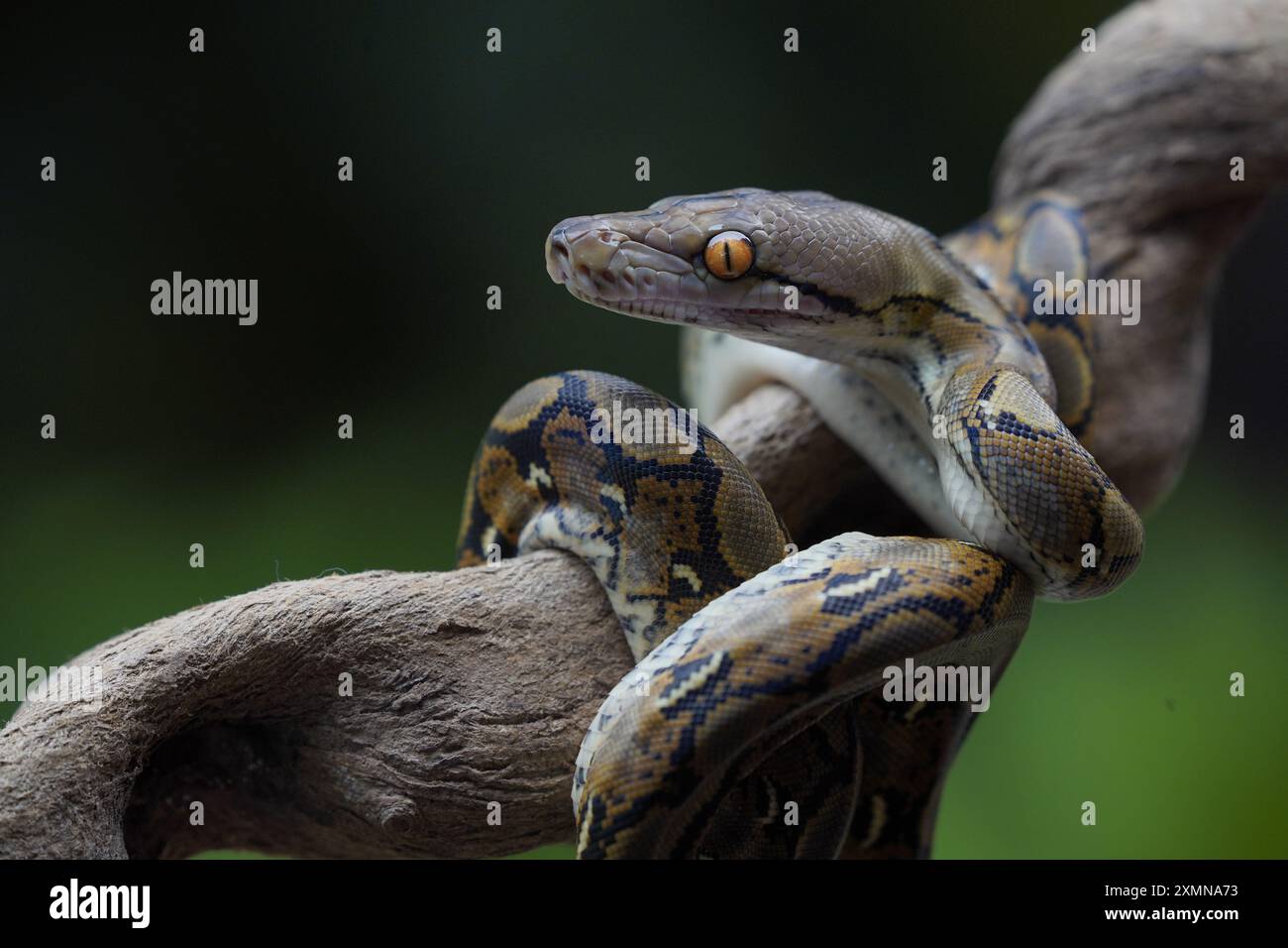pitone sul tronco ( python reticulatus ) Foto Stock
