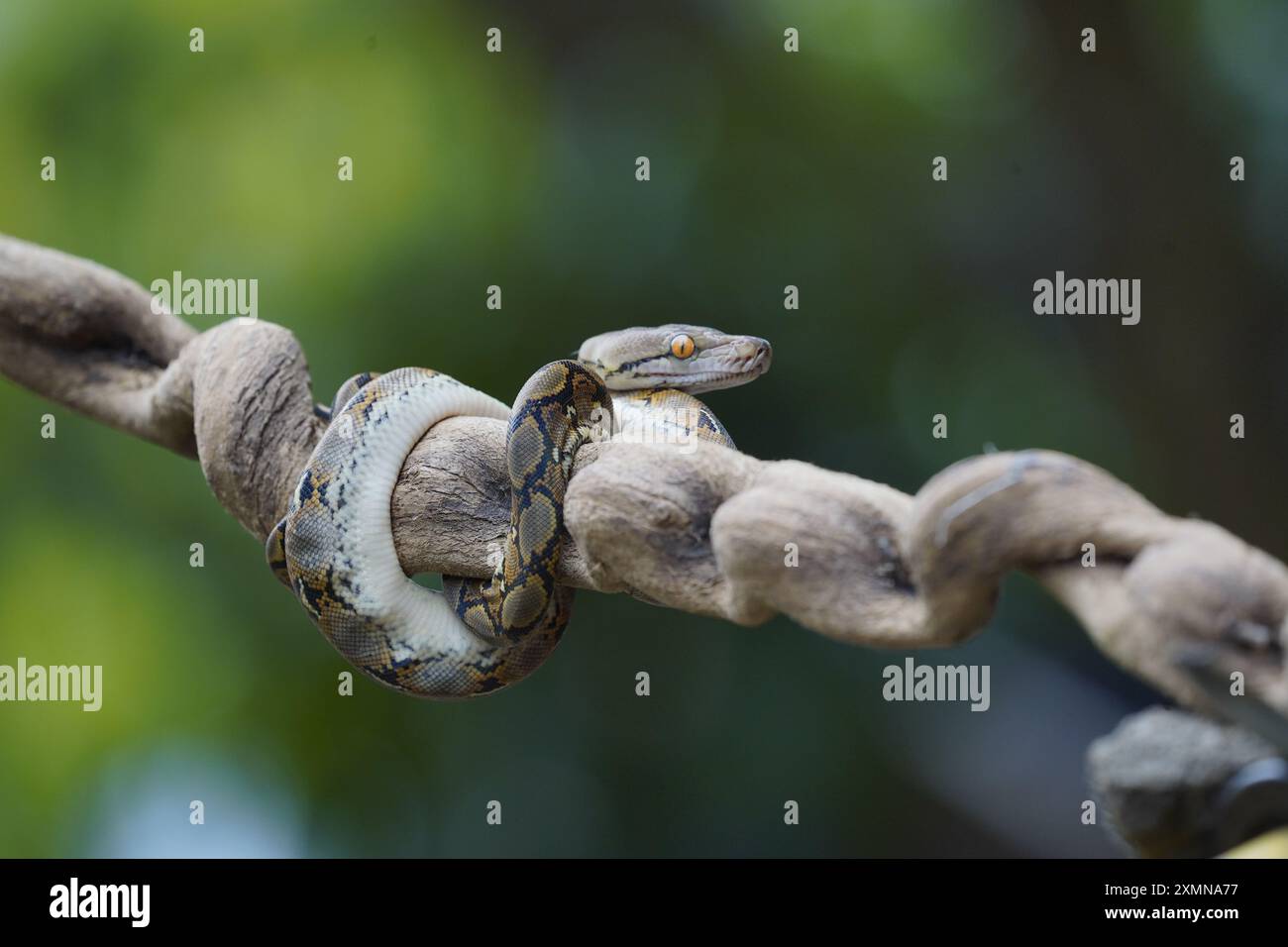 pitone sul tronco ( python reticulatus ) Foto Stock