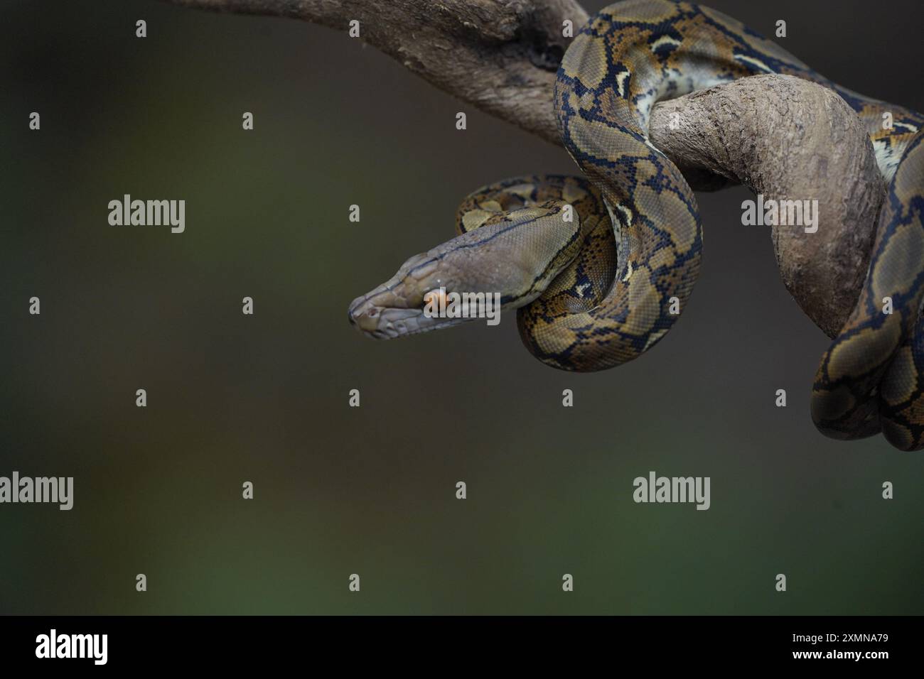 pitone sul tronco ( python reticulatus ) Foto Stock