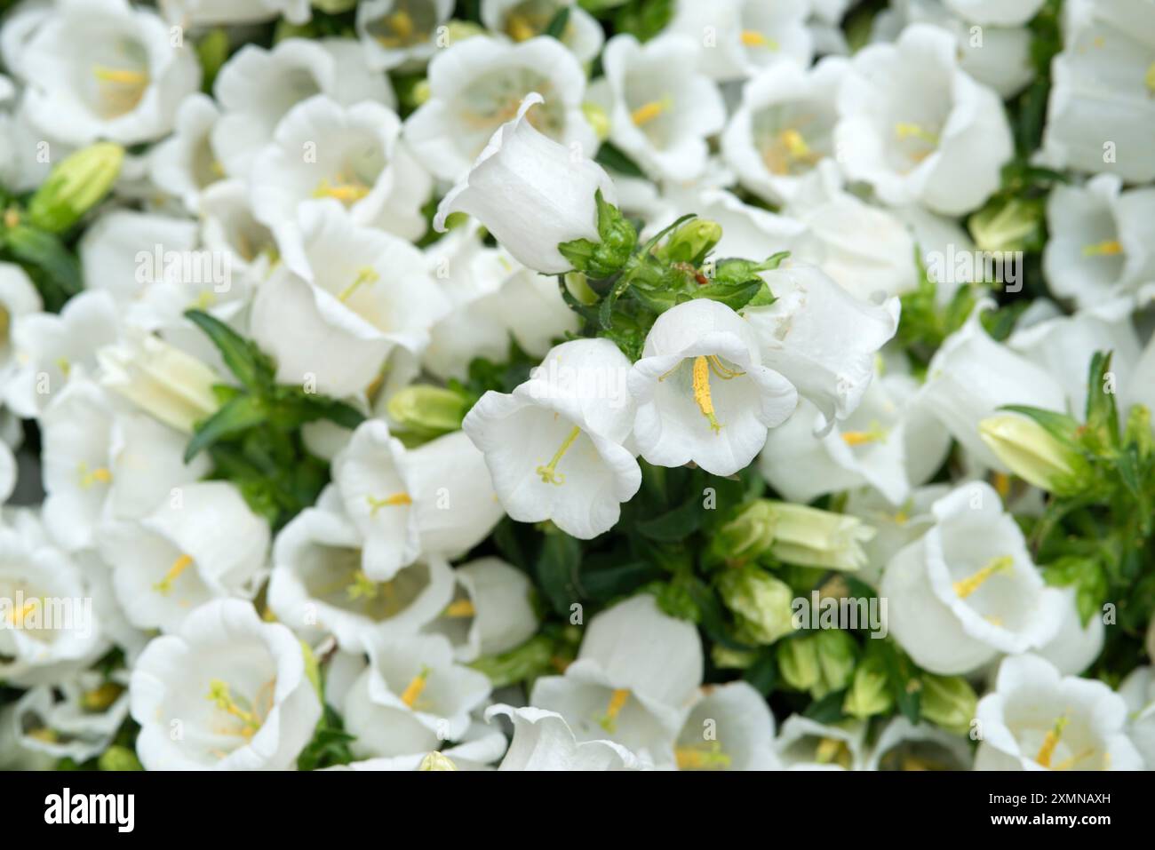 Campanula Medium White Flowers Foto Stock