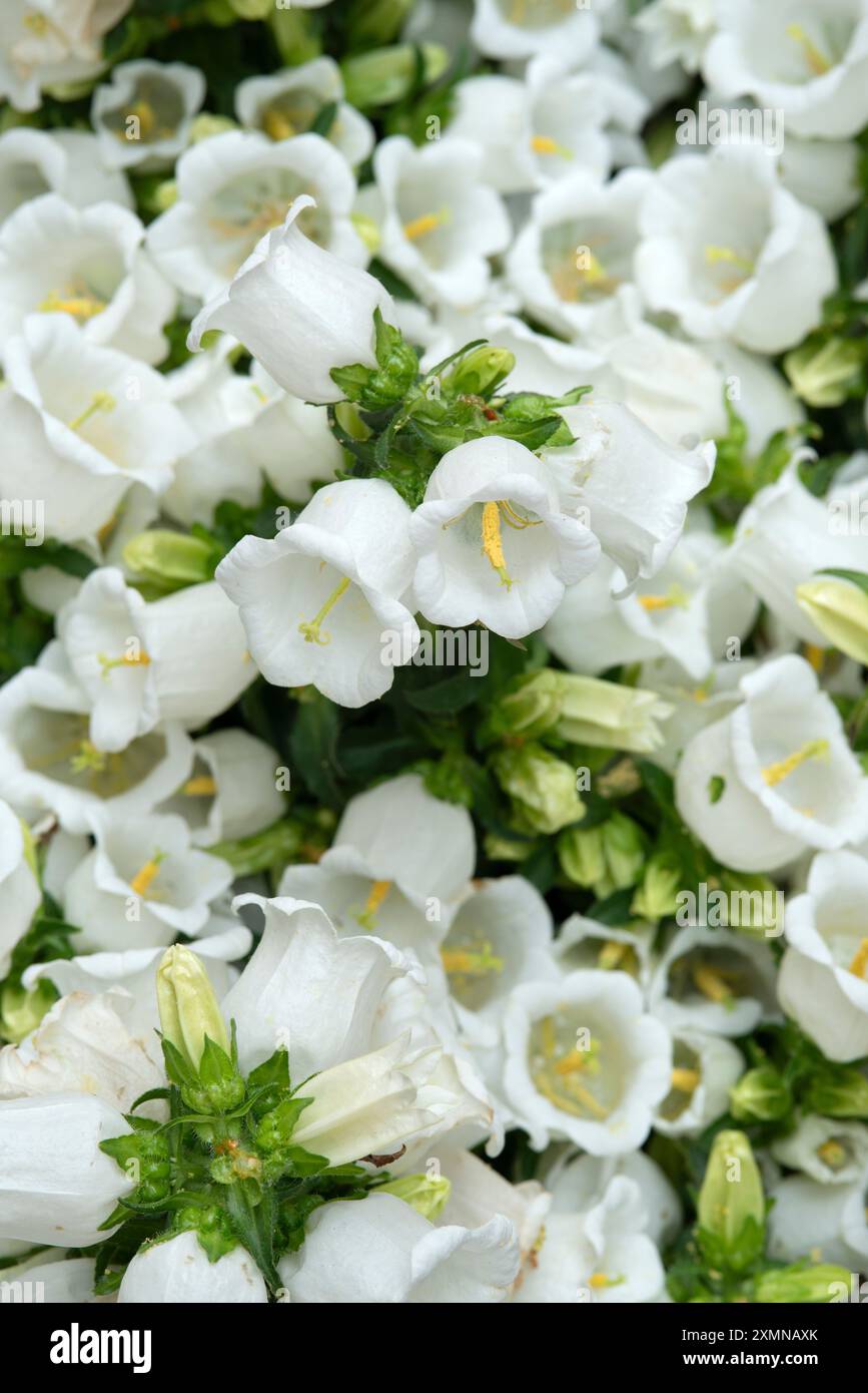 Campanula Medium White Flowers Foto Stock