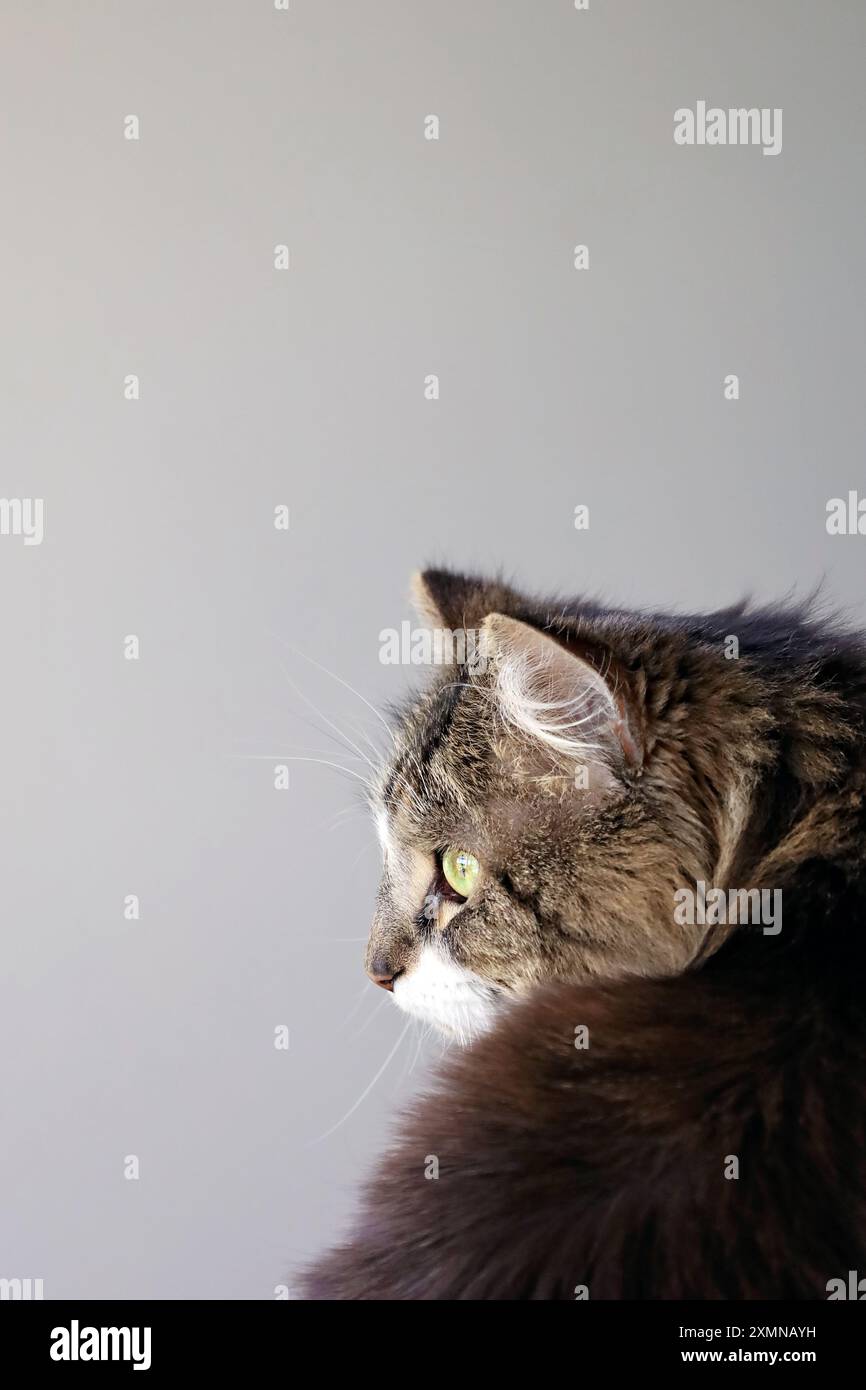 profilo ide di un gatto soffice con occhi verdi su sfondo grigio. Foto Stock