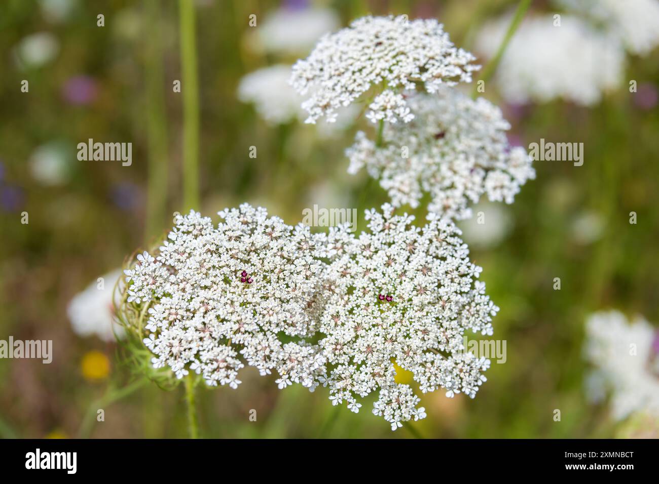 Doldenblütler Wilde Möhre Daucus carota, der dunkle Fleck auf der Blüte zieht Insekten AN. Landkreis Rostock, Meclemburgo-Vorpommern, 28.07.2024 Doldenblütler *** piante umbellifere carota selvatica Daucus carota , la macchia scura del fiore attrae insetti Rostock District, Meclemburgo-Pomerania Occidentale, 28 07 2024 piante umbellifere 20240728-DSC 3395 Foto Stock