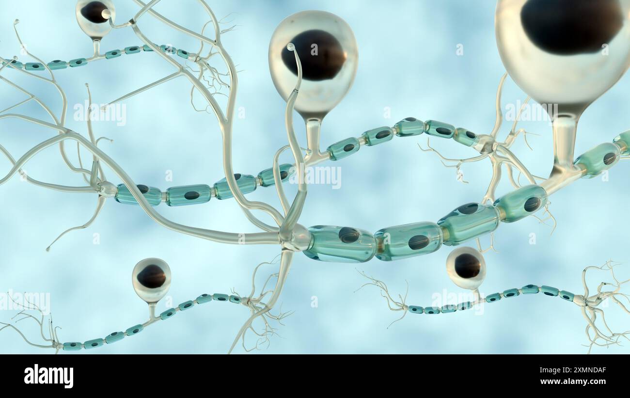 Rendering 3d di neuroni sensoriali o neuroni afferenti, sono cellule nervose che ricevono stimoli dagli organi sensoriali e inviano messaggi al sistema nervoso Foto Stock