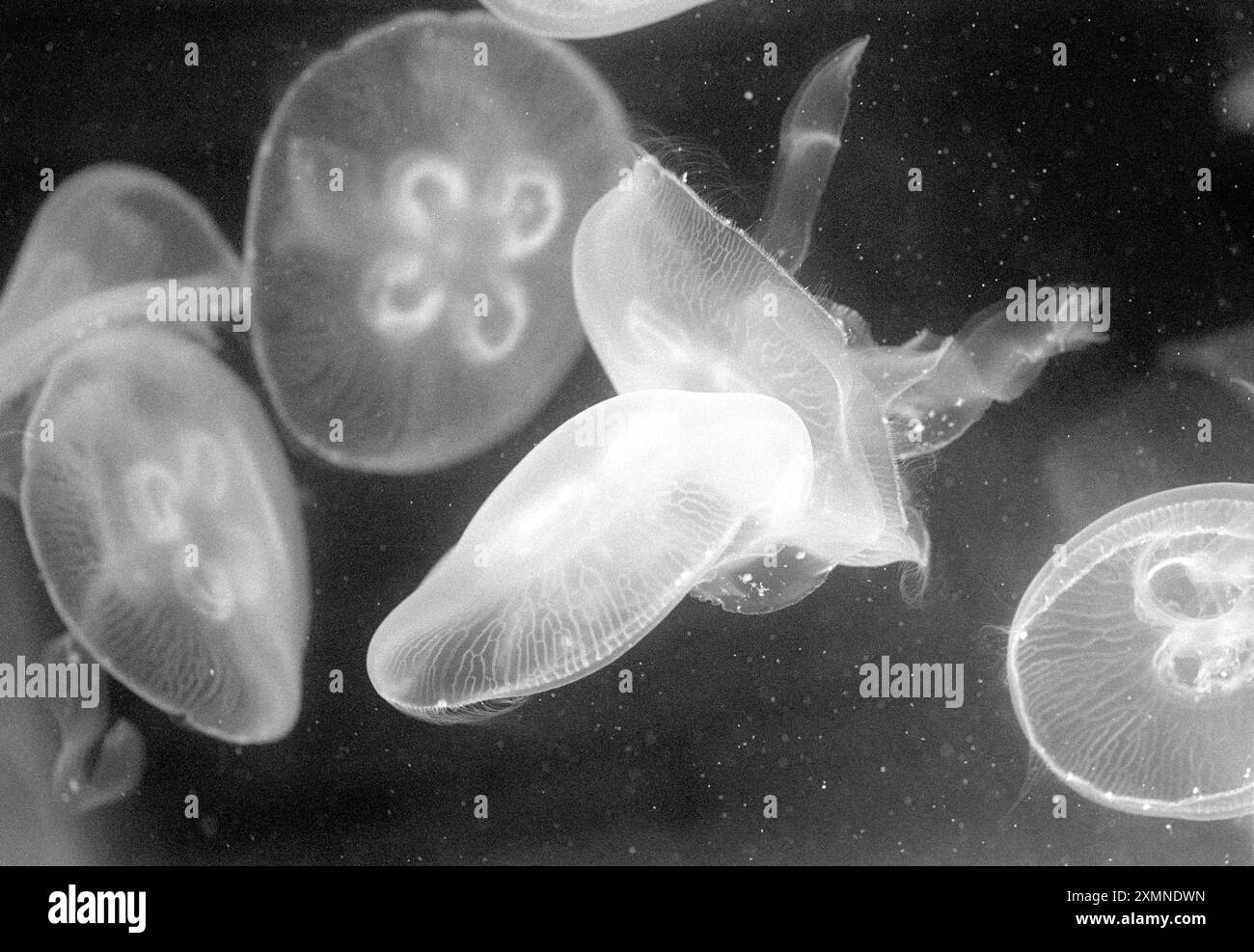 Collezione di meduse al mare di Weymouth 20 novembre 1995 foto di Roger Bamber Foto Stock