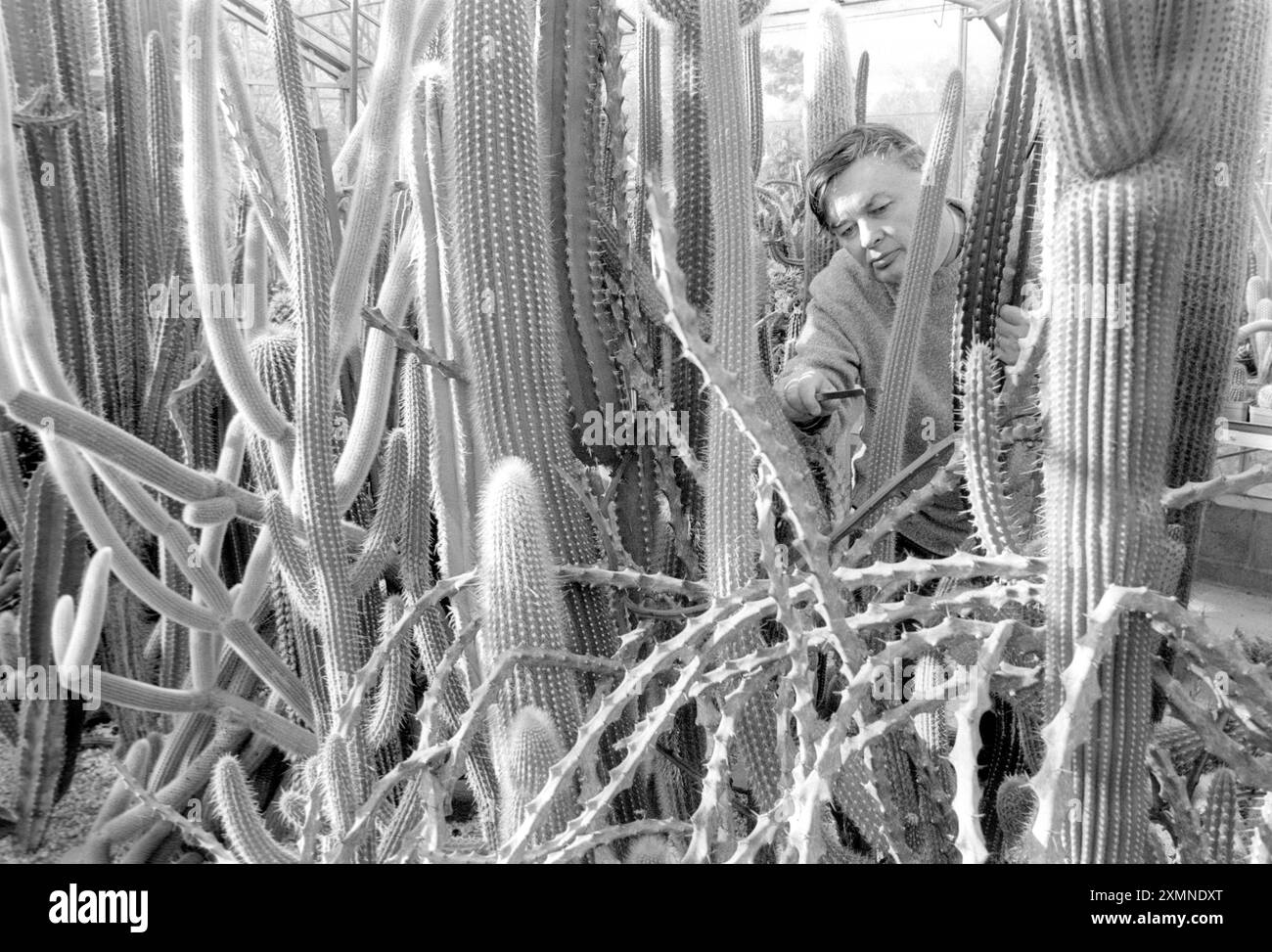 Cactus Collection 14 febbraio 1996 foto di Roger Bamber Foto Stock