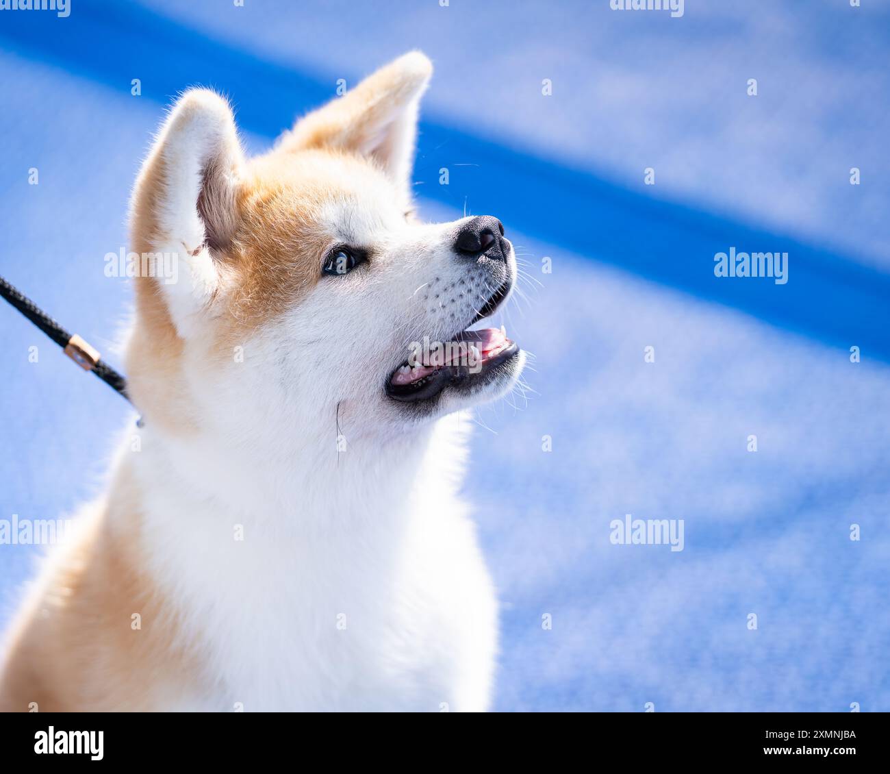 Ritratto di un cucciolo rosso akita inu. Happy dog all'aperto in estate. Soffice cane akita inu. Ritratto di profilo di un cucciolo Akita a bordo di una nave. Foto Stock