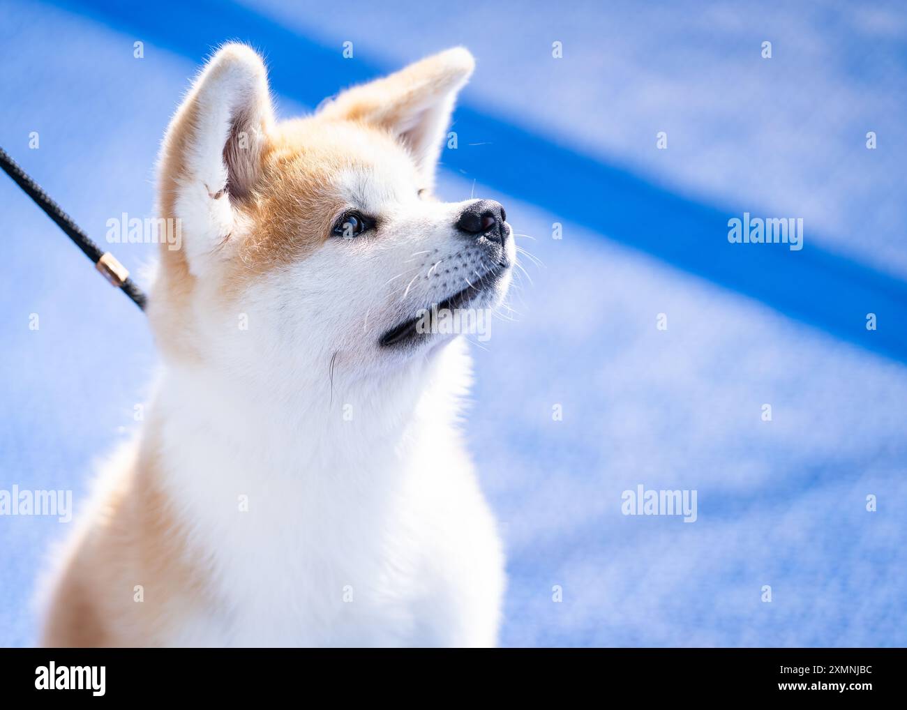 Ritratto di un cucciolo rosso akita inu. Happy dog all'aperto in estate. Soffice cane akita inu. Ritratto di profilo di un cucciolo Akita a bordo di una nave. Foto Stock
