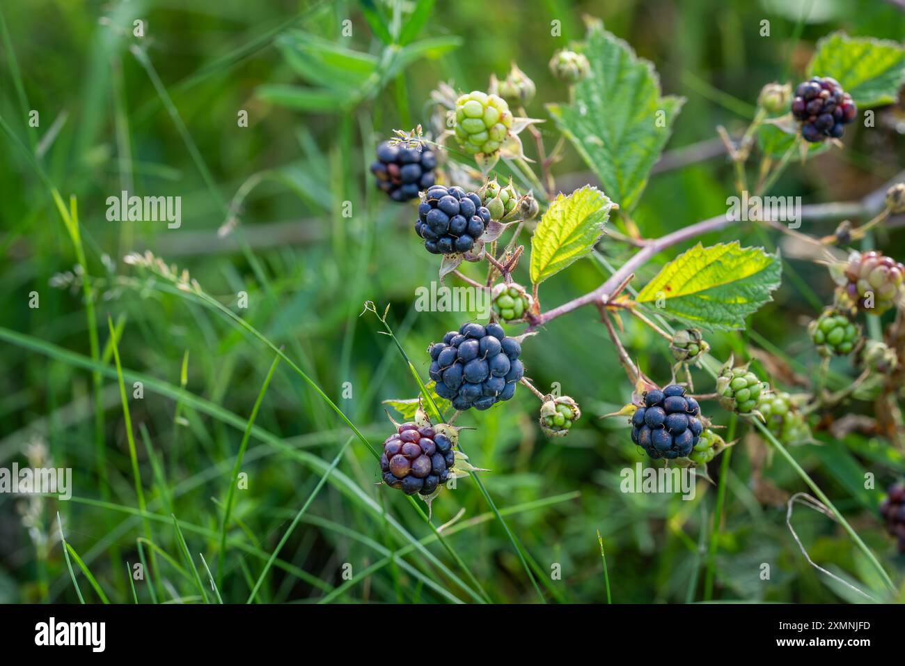 Le bacche maturano su un ramo di mora comune (Rubus caesius) in natura. Mirtillo europeo (Rubus caesius) primo piano di frutta. Foto Stock