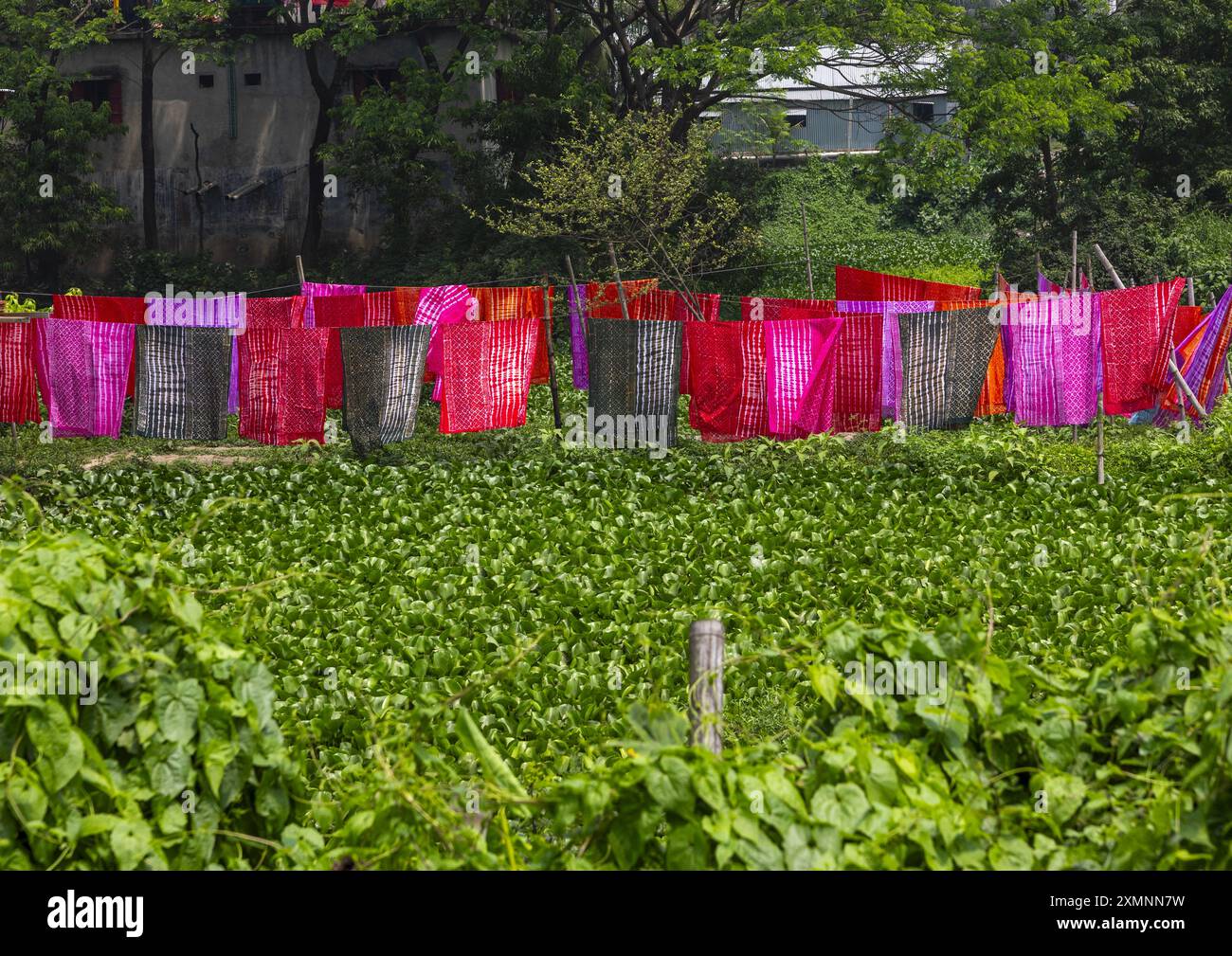 Tessuti che si asciugano sotto il sole sopra giacinti d'acqua, Dhaka Division, Rupganj, Bangladesh Foto Stock